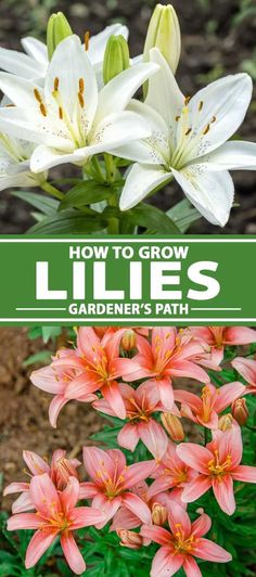 white and pink lilies with text overlay that says how to grow lilies gardener's path