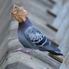 a pigeon is standing on the edge of a building with a leaf in it's beak