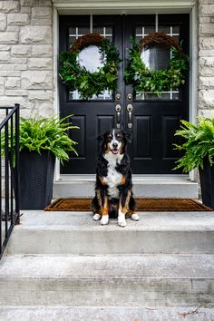 a dog sitting on the steps in front of a door with wreaths and potted plants