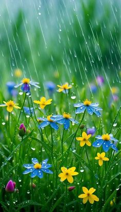 blue and yellow daisies in the rain with green grass behind them on a rainy day