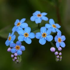 small blue flowers with yellow centers are in the foreground