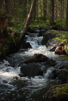 a river running through a forest filled with lots of rocks and trees in the background