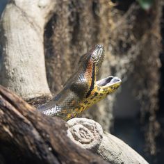 a yellow and black snake on top of a tree branch