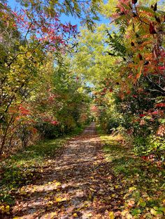 a dirt road surrounded by trees and leaves