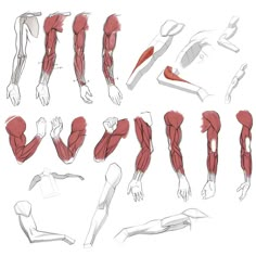 the muscles are shown in different positions