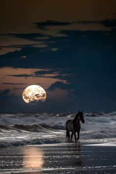 a horse standing on top of a beach next to the ocean under a full moon