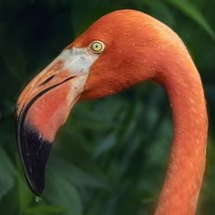 an orange flamingo is standing in front of some green leaves and looking at the camera