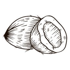 a drawing of a nut on a white background