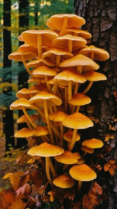 Mushrooms growing onto a tree Mushroom Core, Mushrooms Growing, Image Halloween, Mushroom Pictures, Mushroom Forest, Mushroom Fungi, Wallpapers Images, Mushroom Art, Ap Art