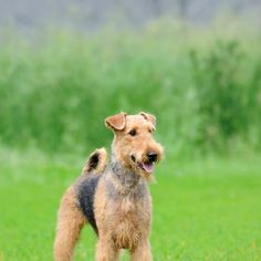 a brown and black dog standing on top of a lush green field