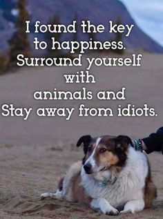 Now Quotes, Dog Quotes Love, Key To Happiness, Animal Quotes, On The Ground, Dog Quotes, The Words, Great Quotes, Wisdom Quotes