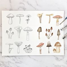 a sheet of paper that has different types of mushrooms on it and some pens next to it