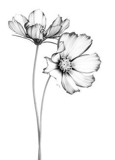 black and white photograph of two flowers