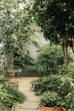 a garden with lots of trees and plants