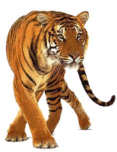 a large tiger walking across a white background