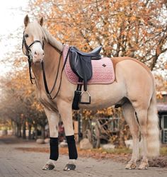 a brown horse standing on top of a brick road next to a tree filled with leaves