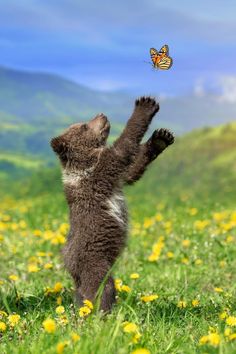 a baby bear playing with a butterfly in the grass - stock image and background is blue sky