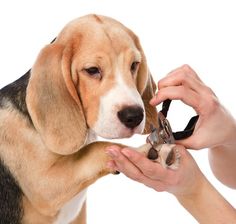 a dog being groomed by a person with scissors in its mouth, on a white background