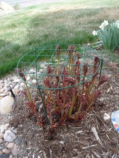 a metal wire planter sitting on top of a pile of dirt next to flowers