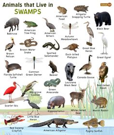 an image of animals that live in swamps