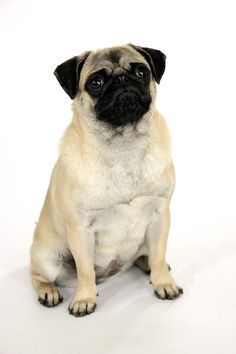 a small pug dog sitting in front of a white background