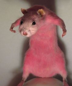 a pink rat sitting on top of a person's head and looking at the camera