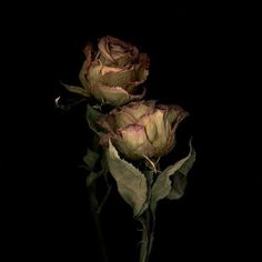 Billy Kidd, Flowers Black Background, Dried Roses, Rosé Aesthetic, Dark Romantic, Dark Flowers, Nothing But Flowers, Fantasy Aesthetic, Dark Floral