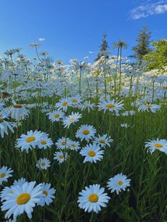 i love how this picture i took completely encapsulates the late spring, early summer feel. blue skies, green grass, white & yellow daisies:) Flower Patch Aesthetic, Daisy Flower Aesthetic, Daisies Aesthetic, Daisies Field, Garden Planing, Fav Flower, Photo Filters Apps, Rainy Sky