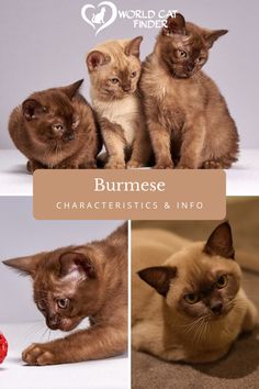 three different pictures of cats sitting next to each other with the caption burnese characteristics and info