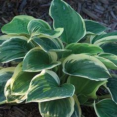 a close up of a plant with green leaves