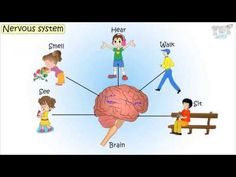 the nervous system and its functions in children's life, as well as their brain