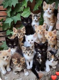 Cute Cat Face, Lots Of Cats, Kitten Pictures, Cat Boarding