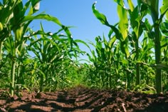 a corn field with dirt and blue sky in the background