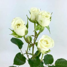 three white roses in a vase with green leaves