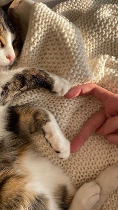 a cat laying on top of a blanket with it's paw in the person's hand