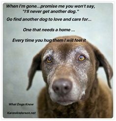 a brown dog is looking at the camera with an inspirational quote below it that says, when i'm gone, prome you won't say, i'll never get a another dog