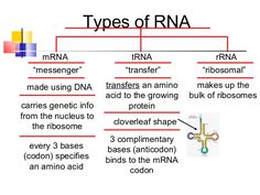 two types of rna are labeled in this diagram