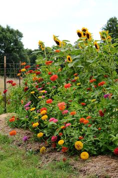 many different colored flowers growing in a garden