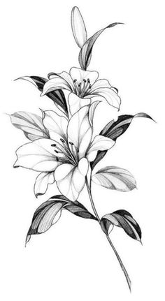 a pencil drawing of a flower on a white background with black and white lines in the middle