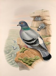 a bird sitting on top of a rock next to the ocean with seagulls flying around