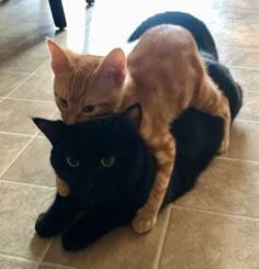 two cats sitting on the floor next to each other