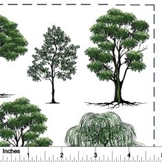 trees are shown in different stages of growth, and the height is centimeters from each other