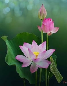 two pink lotus flowers with green leaves in the foreground