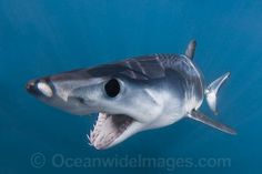 a shark with its mouth open in the water