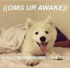 a white dog laying on top of a bed with the caption omg ur awake hello god morning i love you