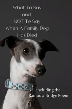 The Love Of A Dog Quotes, Dog Died Quotes Thoughts, Condolences For Pets Dogs, Prayers For Dogs Passing, Prayer For Pet Passing, When A Dog Dies Quotes, Prayer For Dog Passing, Run Free In Heaven Dog Quotes, What To Say When Someone Loses A Pet