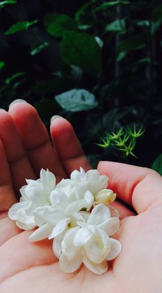 a person's hand holding white flowers in their palm