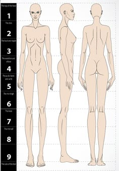 the human body is shown with measurements for each individual's body, and it has four