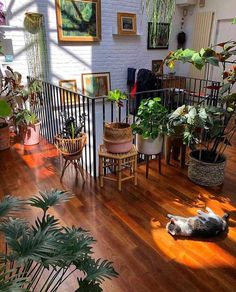 a room filled with lots of plants and potted plants on top of wooden floors