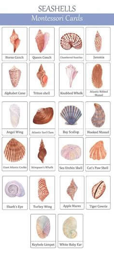 seashells montessor cards for kids to learn how to use them in the classroom